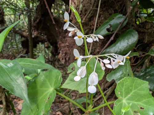 Begonia cardiocarpa