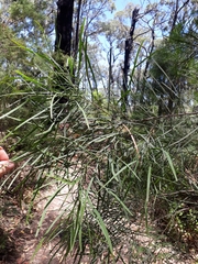 Acacia mucronata longifolia