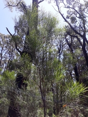 Acacia mucronata longifolia