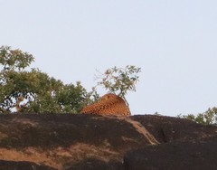Panthera pardus kotiya