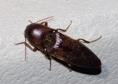 Diplostethus opacicollis