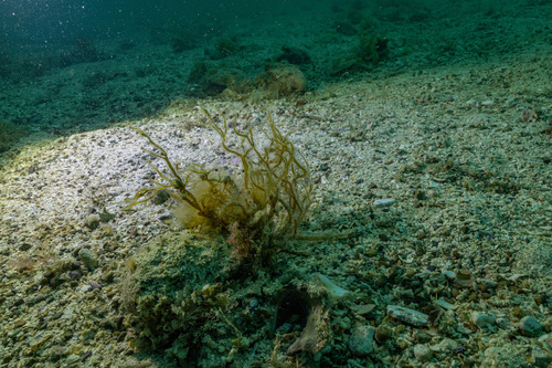Tinocladia novae-zelandiae observed 2025-11-04