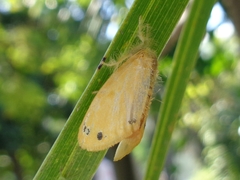 Artaxa guttata