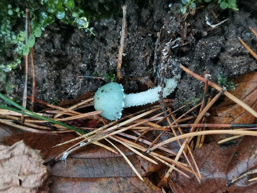 Наблюдение на iNaturalist