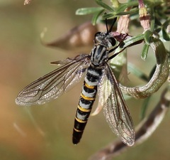 Afroleptomydas
