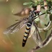 Afroleptomydas - Photo (c) Cecile Roux, some rights reserved (CC BY-NC), uploaded by Cecile Roux