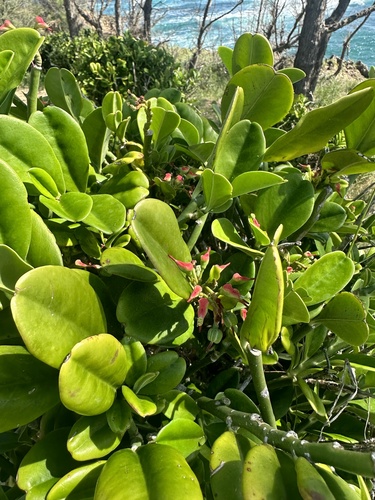 Euphorbia tithymaloides, 2025-11-03
