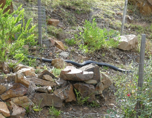Red-bellied Black Snake sighting