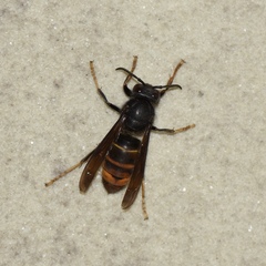 Vespa velutina nigrithorax
