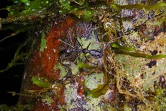 Odontomachus coquereli