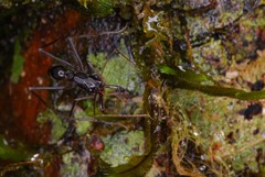 Odontomachus coquereli