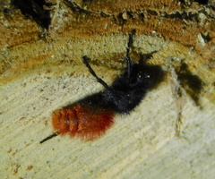 Dasymutilla nogalensis