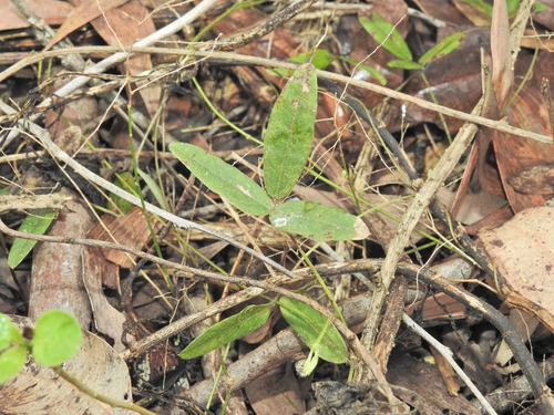 Glycine tabacina, photograph 6