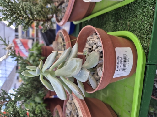 Graptopetalum bernalense (Kimnach & R.Moran) V.V.Byalt