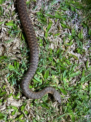 Common keelback sighting