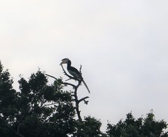 Anthracoceros coronatus