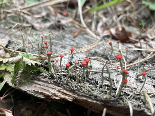 Cladonia macilenta