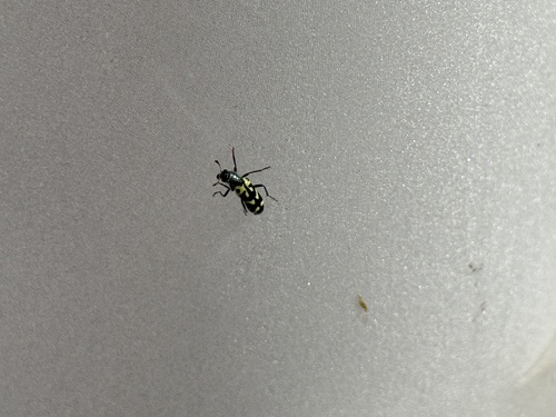 iNaturalist observation photo of Ornate Checkered Beetle