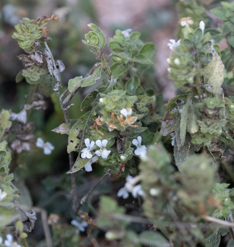 Phaulopsis imbricata