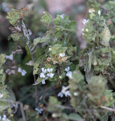 Phaulopsis imbricata