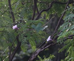 Ipomoea sagittifolia
