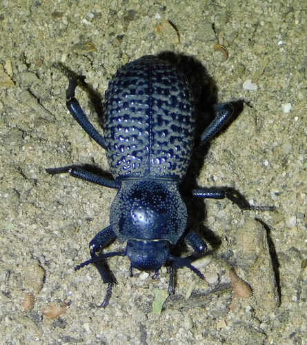 Black Death-feigning Beetle