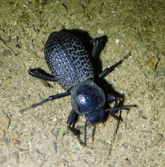 Cryptoglossa variolosa