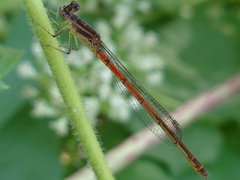 Agriocnemis minima