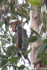 Dinopium javanense intermedium