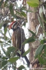 Dinopium javanense intermedium