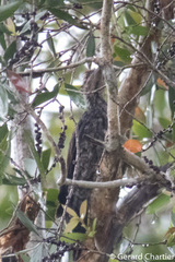 Dinopium javanense intermedium