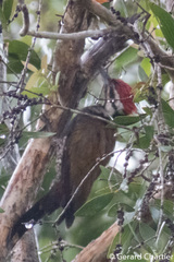 Dinopium javanense intermedium