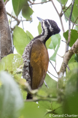 Dinopium javanense intermedium