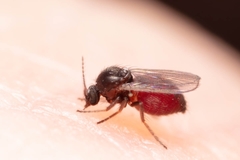 Forcipomyia taiwana