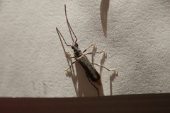 Ossibia murina