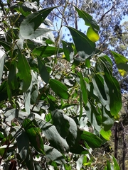 Acacia obliquinervia