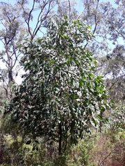Acacia obliquinervia