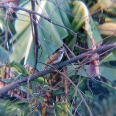 Pycnonotus goiavier