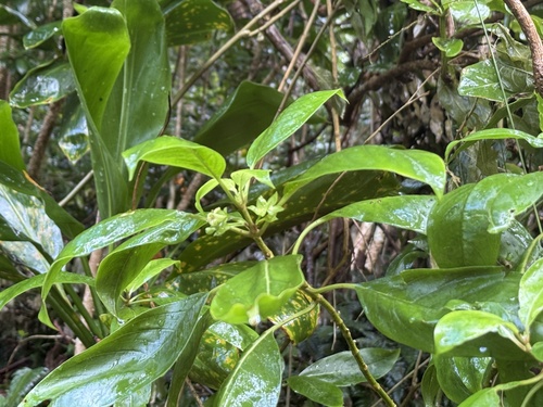 Kadua acuminata observed 2025-11-02