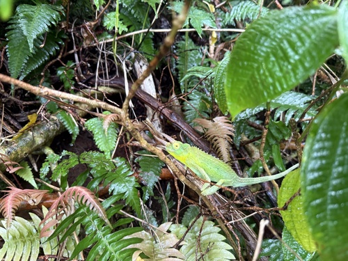 Trioceros jacksonii observed 2025-11-02