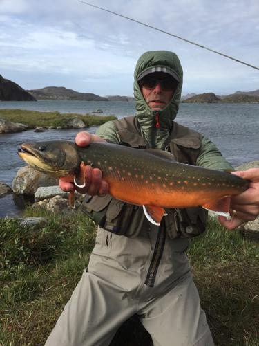 Arctic char (Salvelinus alpinus) — Salmonidae — 3