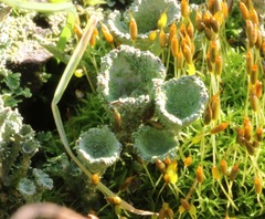 Cladonia pocillum