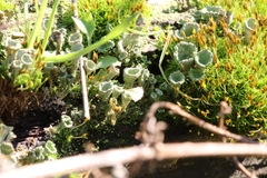 Cladonia pocillum