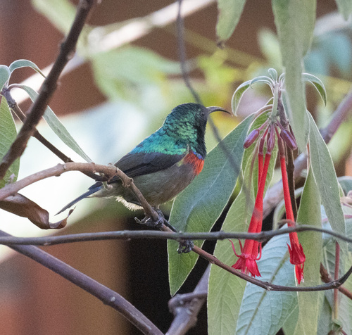 Usambara Double-collared Sunbird (Cinnyris usambaricus), photo 5