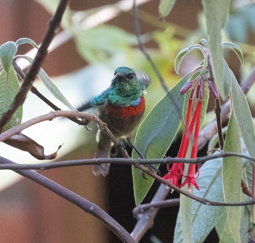 Usambara Double-collared Sunbird (Cinnyris usambaricus), photo 7