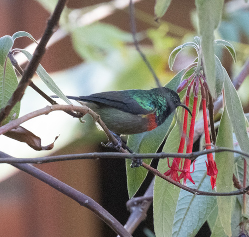 Usambara Double-collared Sunbird (Cinnyris usambaricus), photo 6