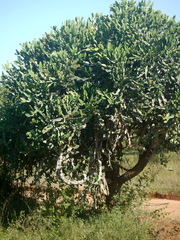 Euphorbia antiquorum