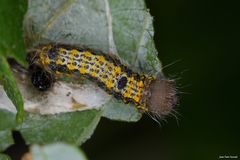 Clostera pigra