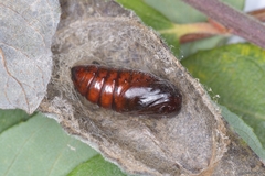 Clostera pigra