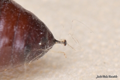 Clostera pigra